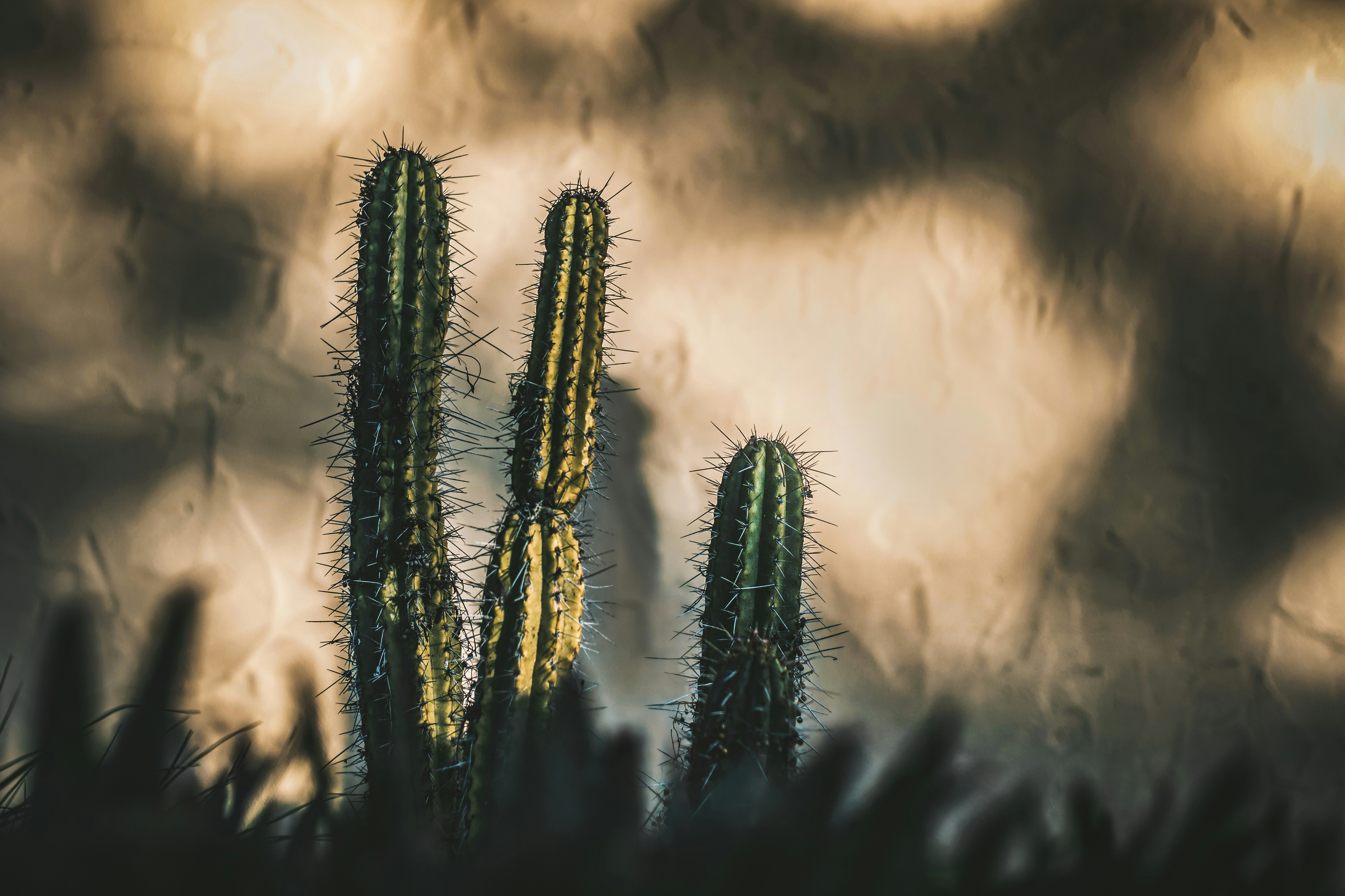 green cactus plant in close up photography